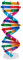 NUOBESTY Kinder DNA Modell Doppelhelix Modell Komponenten Wissenschaft Pädagogisches Lehrinstrument Spielzeug Klasse Labor Zubehör für Kinder Erwachsene