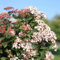 GreenboutiQ Viburnum tinus Plante de jardin, plante tribale pour terrasse, à feuilles persistantes, facile d'entretien, pot de 19 cm, hauteur 90 cm
