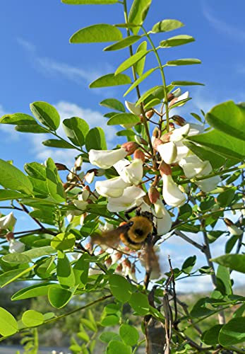 Green Future Pflanzenhandel Robinie Robinia pseudoacacia Pflanze 5-10cm weiße Scheinakazie Schotendorn