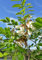 Robinie Robinia pseudoacacia Pflanze 5-10cm weiße Scheinakazie Schotendorn