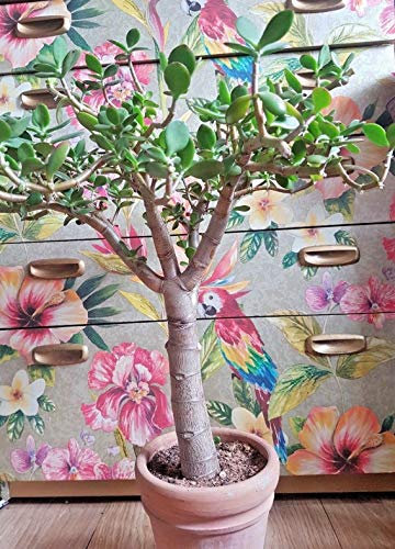 Portal Cool Jade Hardy Al Baum Bonsai y-d-Anlage Haus Garten