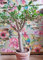 Portal Cool Jade Hardy Al Baum Bonsai y-d-Anlage Haus Garten