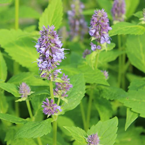 6x Runzelige Duftnessel - Agastache ‘Blue Fortune’ - Topf 9x9cm