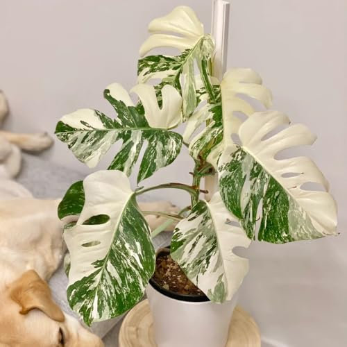 200 pcs Monstera Deliciosa Variegata Samen pflanzen geschenk outdoor pflanzen Monstera Pflanze Samen, winterharte stauden mehrjährig kletterpflanze stauden winterhart mehrjährig pflanzen