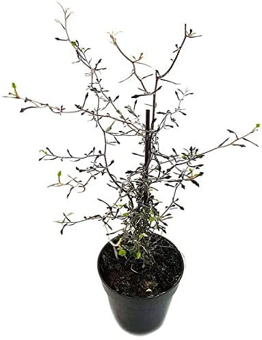 Fangblatt - Corokia cotone - Zickzackstrauch aus Neuseeland - perfekte Dekoration für kühlere Räume - klein blättrige Zimmerpflanze für den halbschattigen Standort, ca. 25 cm hoch