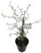 Fangblatt - Corokia cotone - Zickzackstrauch aus Neuseeland - perfekte Dekoration für kühlere Räume - klein blättrige Zimmerpflanze für den halbschattigen Standort, ca. 25 cm hoch