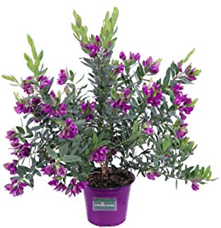 Pianta di Polygala Myrtifolia pianta esterno ornamentale fiore viola da giardino in vaso pianta vera venduta da eGarden.store (Vaso 15 cm)