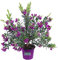 Pianta di Polygala Myrtifolia pianta esterno ornamentale fiore viola da giardino in vaso pianta vera venduta da eGarden.store (Vaso 15 cm)