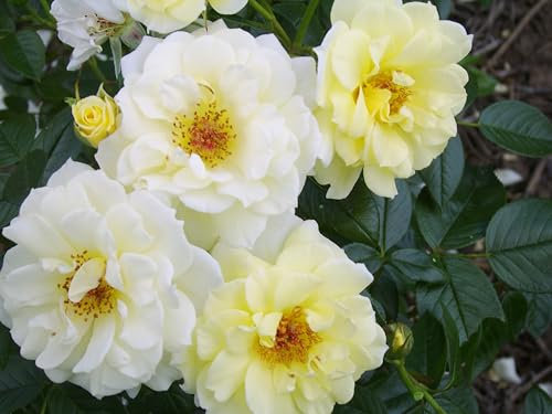 Summertime - Yellow Climbing Patio Rose - Potted Rose 4L