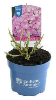 Hydrangea macr. 'Endless Summer The Original'®pink - Hortensien 25-30 cm Container