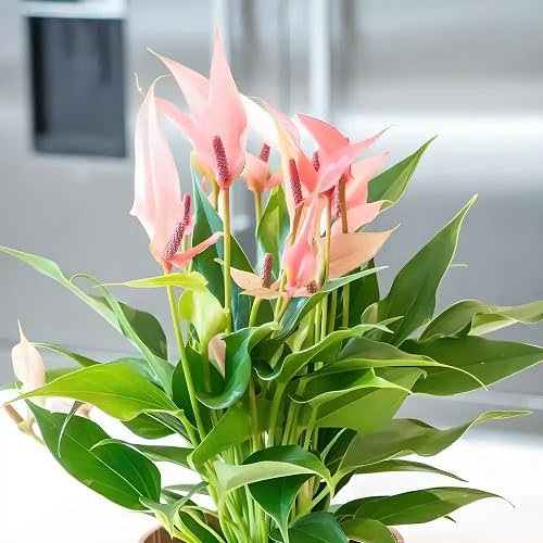 Semillas frescas de flores de espatifilo rosadas, 100 unidades para plantar