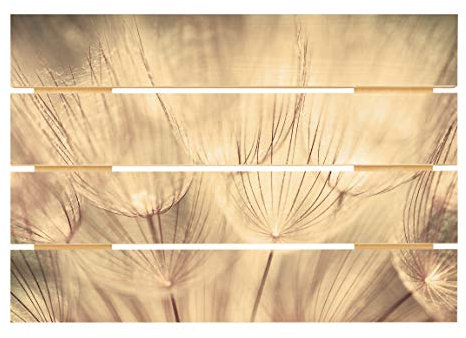 Bilderwelten Holzbild Pusteblumen Nahaufnahme in wohnlicher Sepia Tönung Quer 48cm x 70cm