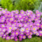 Mittagsblume (purpur) - 3 Stück