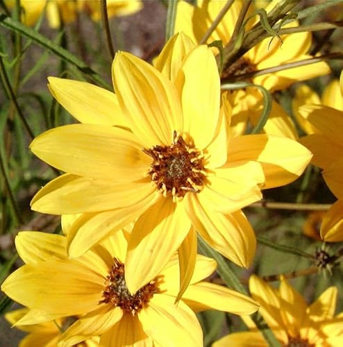 Weidenblättrige Sonnenblume Low Down - Helianthus salicifolius - lebende Gartenpflanze aus den Baumschulen