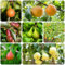 peral comprar semillas, peral - Frutas, plantas resistentes al aire libre. semillas de peral semillas de variedades antiguas, árboles frutales enanos planta, plantas exóticas bancal 250pcs