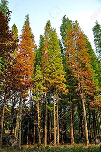 Aamish Pianta di sequoia alba da 50 pezzi