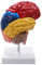 Kliplinc Cerebral Anatomical Model Anatomy 1:1 Half Brainstem Teaching Lab Supplies