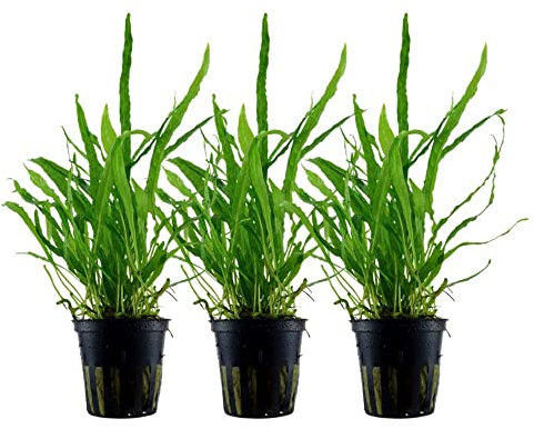 AquaOne Aquarium Pflanze 3 Stück Microsorum pteropus 'Narrow' I Wasserpflanze Aquariumpflanze Wurzelstock/Rhizom voll durchwurzelt einfach pflegeleicht Aquascaping Dekoration