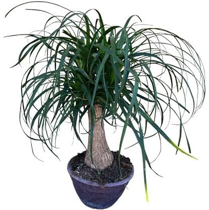 AMDGarden Pianta di Beaucarnea Recurvata Mangiafumo Elimina Odori da Interno Vaso 20 cm Sempreverde Messico