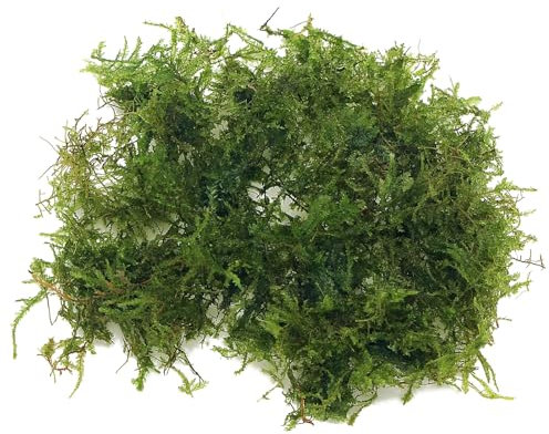 20 Grams Christmas Moss Vesicularia Montagnei Live Aquatic Plant for Aquarium Fresh Green Low Light Easy to Grow Shrimp Safe Tropical Planted Tank K2AQUA