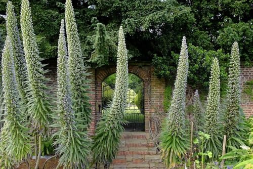 Natternkopf weißen Schnee Turm,(Echium Snow Tower)