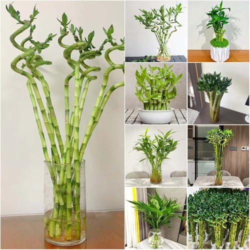 GlüCksbambus - hochbeet balkon pflanztöpfe indoor garten winterharte stauden balkon bambuspflanze - Seltene - lucky bamboo pflanzensamen bambus 50samen