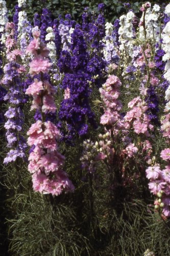 50 Delphinium Larkspur Giant Hyacinth Mix Seeds - Consolida Ajacis - 50 Seeds