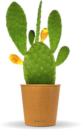 Bloomify® Feigenkaktus Pflanze Kalle | 40-70 cm hohe Kaktusfeige | pflegeleichter Nopal Kaktus für Kübel oder als Zimmerpflanze | süße Früchte & schöne Blüten
