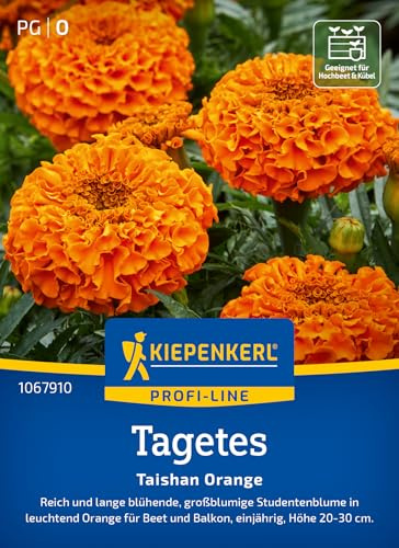 Kiepenkerl Tagetessamen Taishan Orange 1067910, Blumensaat | Reich und lange blühende, großblumige Studentenblume in leuchtend Orange, kompakt