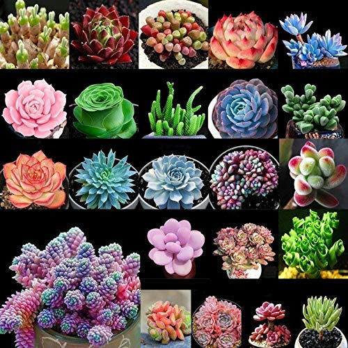 Portal Cool 20#: 100pcs / pack Succulente Semi pietre vive per piante grasse Casa Giardino delle piante Uk