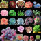 Portal Cool 20#: 100pcs / pack Succulente Semi pietre vive per piante grasse Casa Giardino delle piante Uk