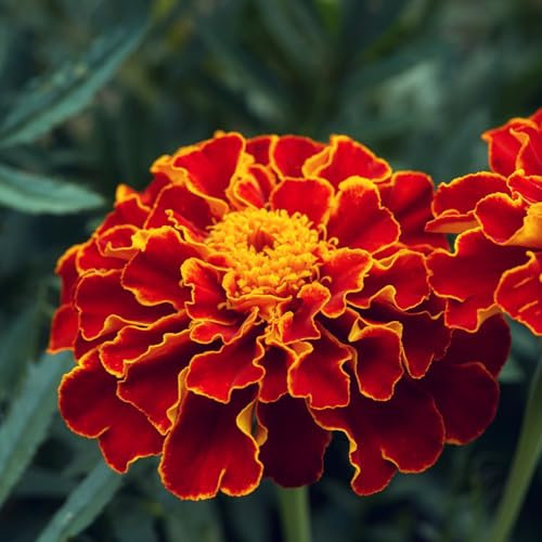 PREMIER SEEDS DIRECT - Marigold French - Double Brocade RED - 3 GRAM