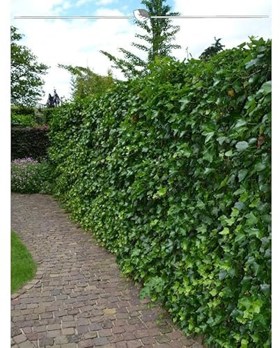 Irischer Efeu Hedera hibernica 100-125 cm im Topf. Angebot: 20 Pflanzen. Winterhart