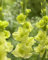 90 Stück Gladiolen-Blumensamen