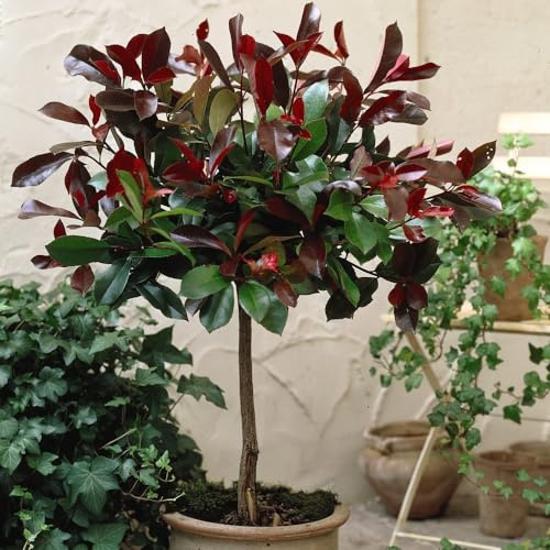 Photinia Red Robin 3 Litre Pot with Sabina Grey Planter – Evergreen Patio Shrub with Red New Foliage, Two-Tone with Crimson Stems - Attractive Feature for Borders 3 Litre Pot by Thompson and Morgan