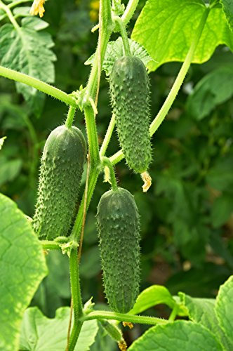Seedeo® Einlegegurke Vert Petit de Paris (Cucumis sativus L.) ca.30 Samen BIO