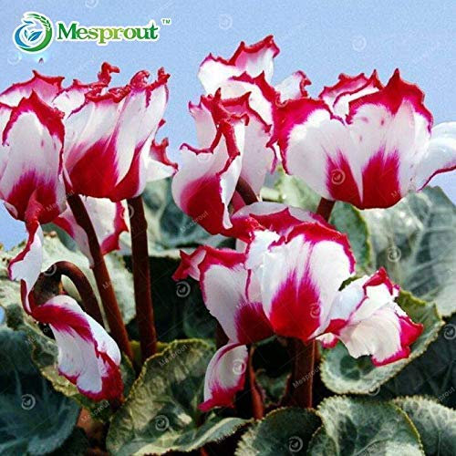 100 Pezzi Bianco Bordo Rosso Ciclamino semi di Fiori piante da Fiore perenni semi di Ciclamino per FAI da te casa & amp; Giardino