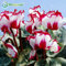 100 Pezzi Bianco Bordo Rosso Ciclamino semi di Fiori piante da Fiore perenni semi di Ciclamino per FAI da te casa & amp; Giardino