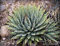 Seltene Agave utahensis Nevadensis Exotic Rose Sukkulente Aloe Hardy Samen 100 Samen