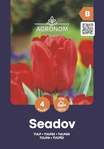 AGRONOM | TULIPANES - SEADOV | Bulbos de flores perennes | Flores Rojo | Se cultivan en jardines de flores, macetas, se plantan en céspedes en flor | Paquete de 4 bulbos de flores