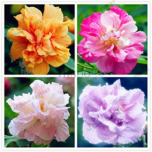 50pcs/bag Hibiscus mutabilis semi di fiore Garden & Home perenne in vaso piante da fiore felice fattoria semi di Hibiscus Bonsai:Seeds Only
