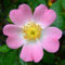 Rosa selvatica Rosa canina pianta di rose officinale in vaso 2 litri h 50/80 cm circa Vivaio di Castelletto