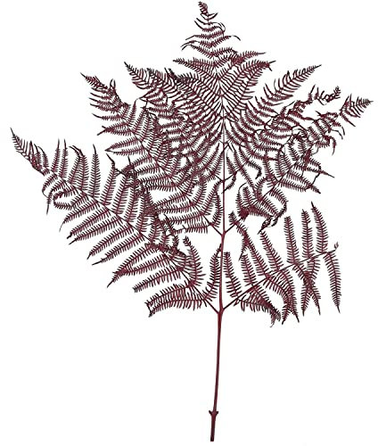 Bracken Farn - 10 Stück/Bund - konserviert - L60 cm, B40 cm - Bordeaux