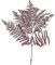 Bracken Farn - 10 Stück/Bund - konserviert - L60 cm, B40 cm - Bordeaux