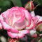 Rosenpflanze, Strauchrose. Winterharte, mehrjährige Pflanze, geeignet für den Anbau im Garten, pflegeleicht.-2 Pflanze-D