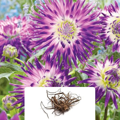 1 Dahlia Split Decorative Perennial Bulb – Vibrant Violet Bi-Colour Blooms – Perfect for Borders & Bedding – Adds a Magical Touch to Your Garden – Grown for UK Climate Conditions