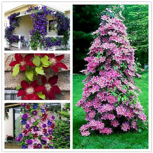 Clematis Rhizome, Mix MehrjäHrig, Lange BlüTezeit, Kletterpflanzen im Topf, Winterharte Bienenfreundlich, Balkon Rhizome,-4zwiebeln-C