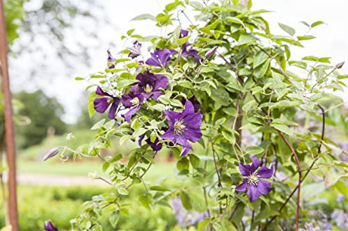 Clematis viticella 'Minuet' 60-100 cm - Italienische Waldrebe, purpurrote Blüten, Blütezeit Juni-September, ideal für Rankgerüste, pflegeleicht und winterhart