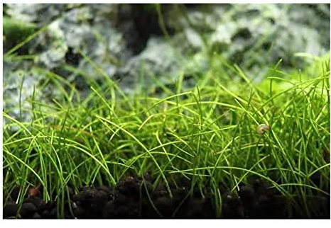 Stk - 30x Eleocharis acicularis Mini Nadelsimse Aquarium Pflanzen - Samen A62 - Seeds & Plants Shop by Ipsa