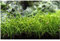 Stk - 30x Eleocharis acicularis Mini Nadelsimse Aquarium Pflanzen - Samen A62 - Seeds & Plants Shop by Ipsa